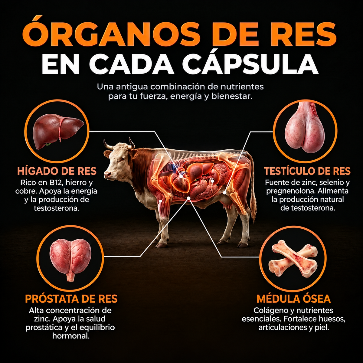 Vital Bull® Recupera tu masculinidad y Elimina la Panza Cervecera.